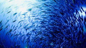 School of Fish Background